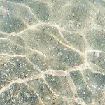 Heliophilia Koundouros